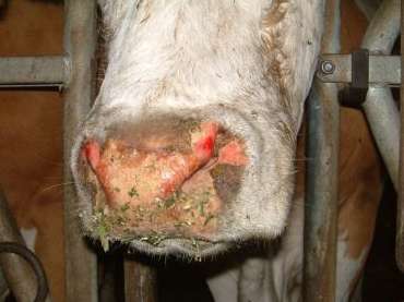 Läsionen am Flotzmaul. © Dr. Mark Holsteg, LWK Nordrhein-Westfalen