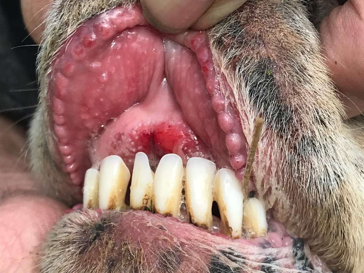 Schaf mit Schleimhautläsionen am Gaumen. © Dr. Mark Holsteg, LWK Nordrhein-Westfalen