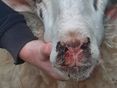 Symptome Blauzunge (BTV) © Dr. Mark Holsteg, LWK Nordrhein-Westfalen