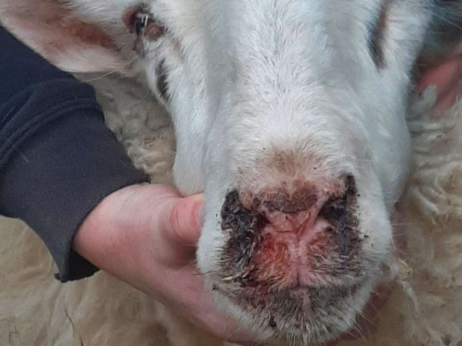 Läsionen an der Nase beim Schaf. © Dr. Mark Holsteg, LWK Nordrhein-Westfalen