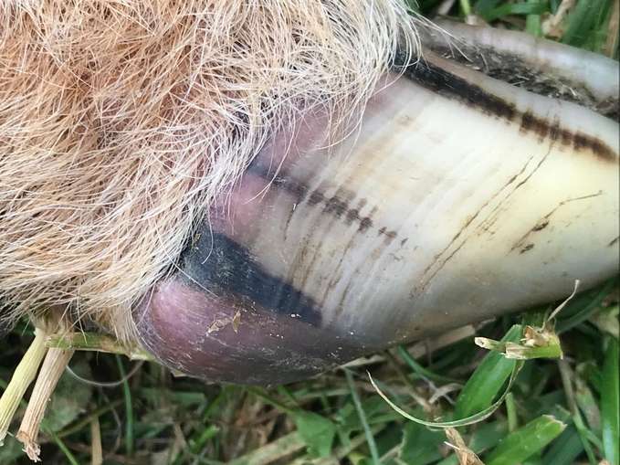 Kronsaumentzündung beim Schaf. © Dr. Mark Holsteg, LWK Nordrhein-Westfalen