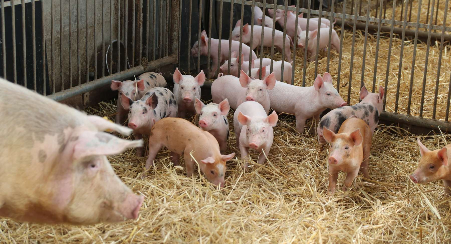 Bioferkel © LKÖ/Beate Kraml