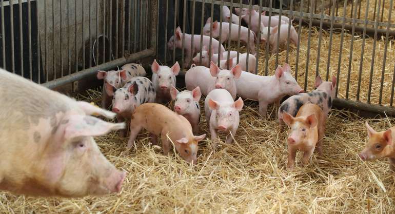 Bioferkel © LKÖ/Beate Kraml