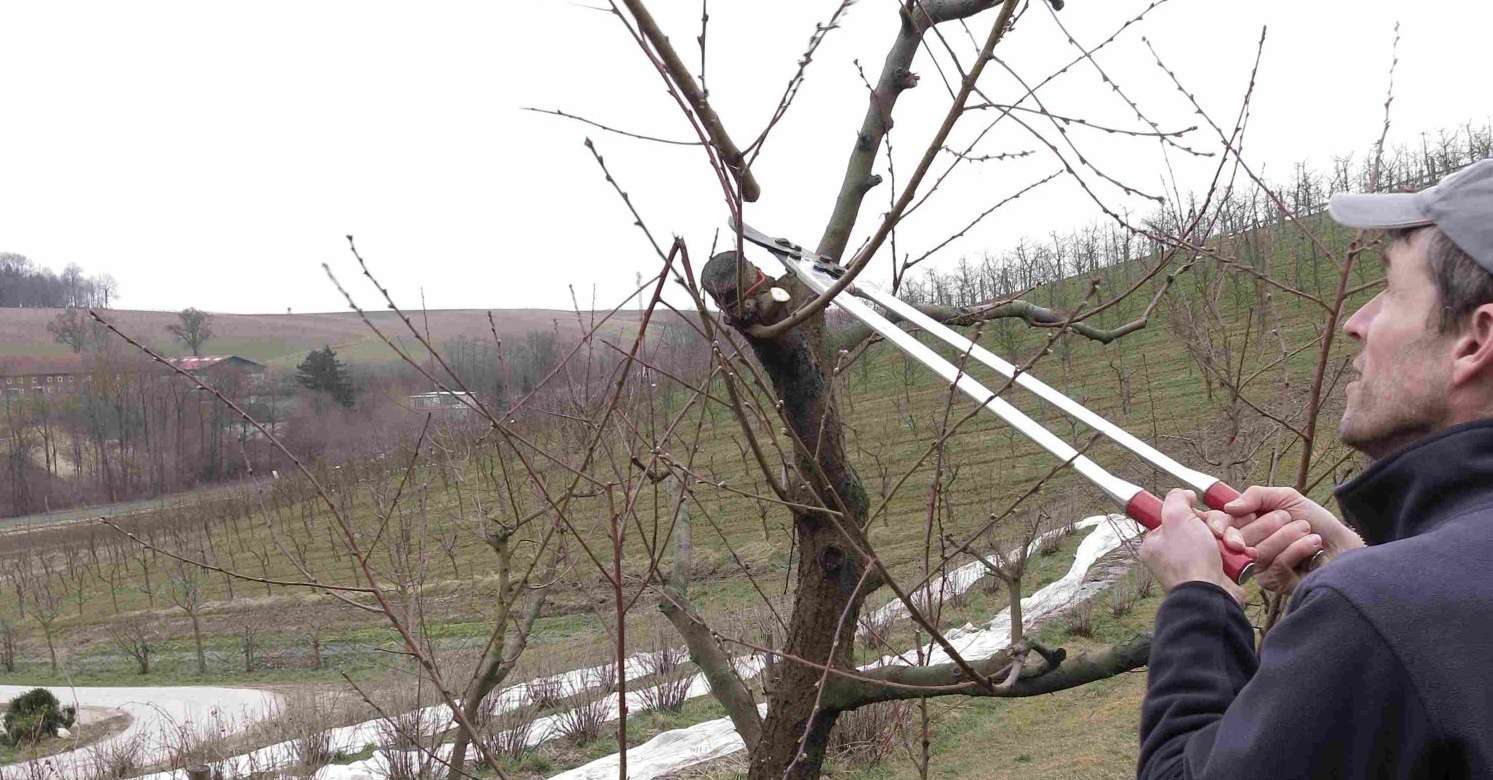 Obstbaumschnitt.jpg © LK OÖ/Mandl