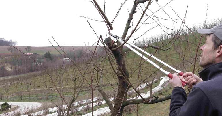 Obstbaumschnitt.jpg © LK OÖ/Mandl