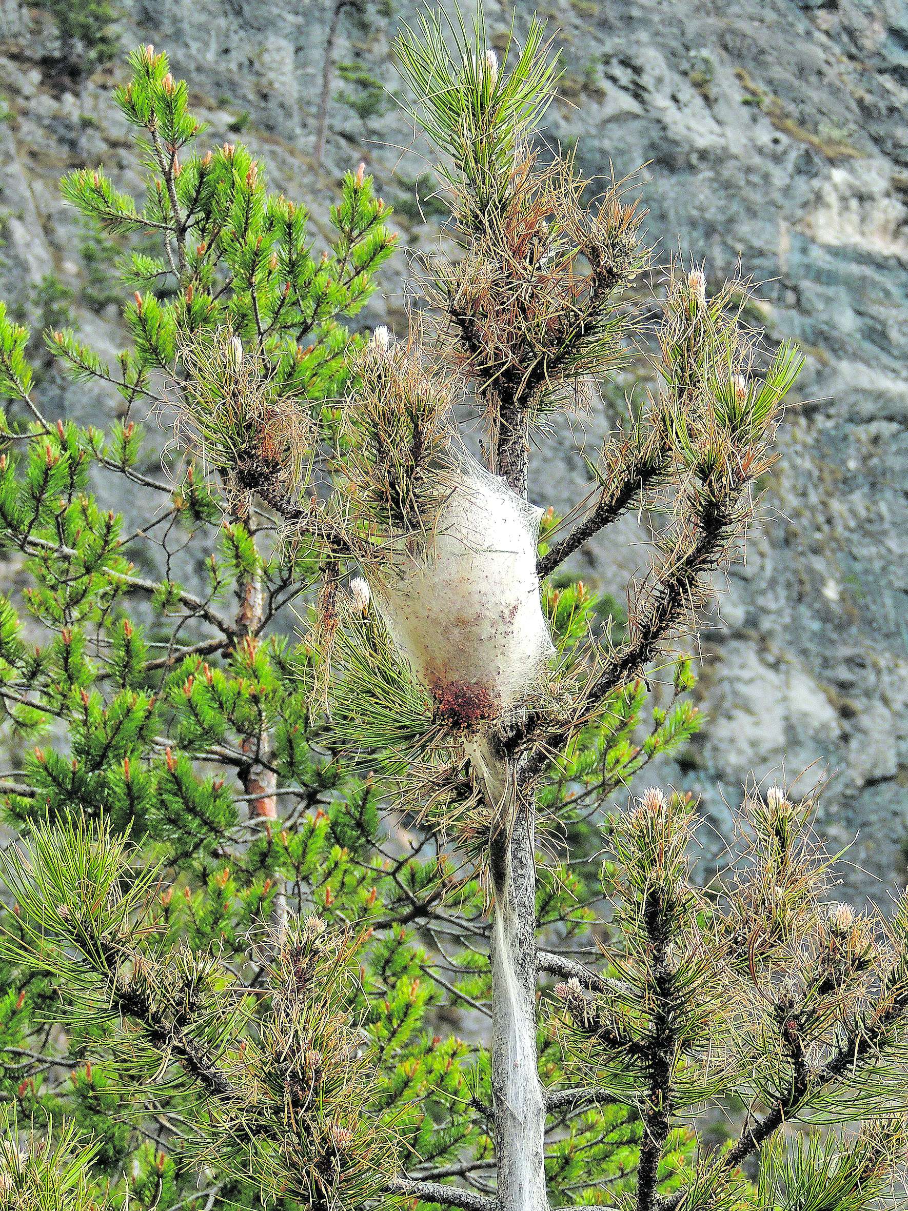 Gespinstnester des Spinners.jpg © BFW/Gernot Hoch