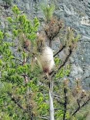 Gespinstnester des Spinners.jpg © BFW/Gernot Hoch