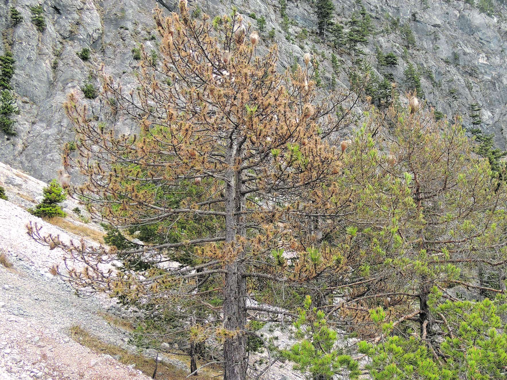 Fraßschäden der Raupe.jpg © BFW/Gernot Hoch