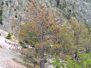 Fraßschäden der Raupe.jpg © BFW/Gernot Hoch