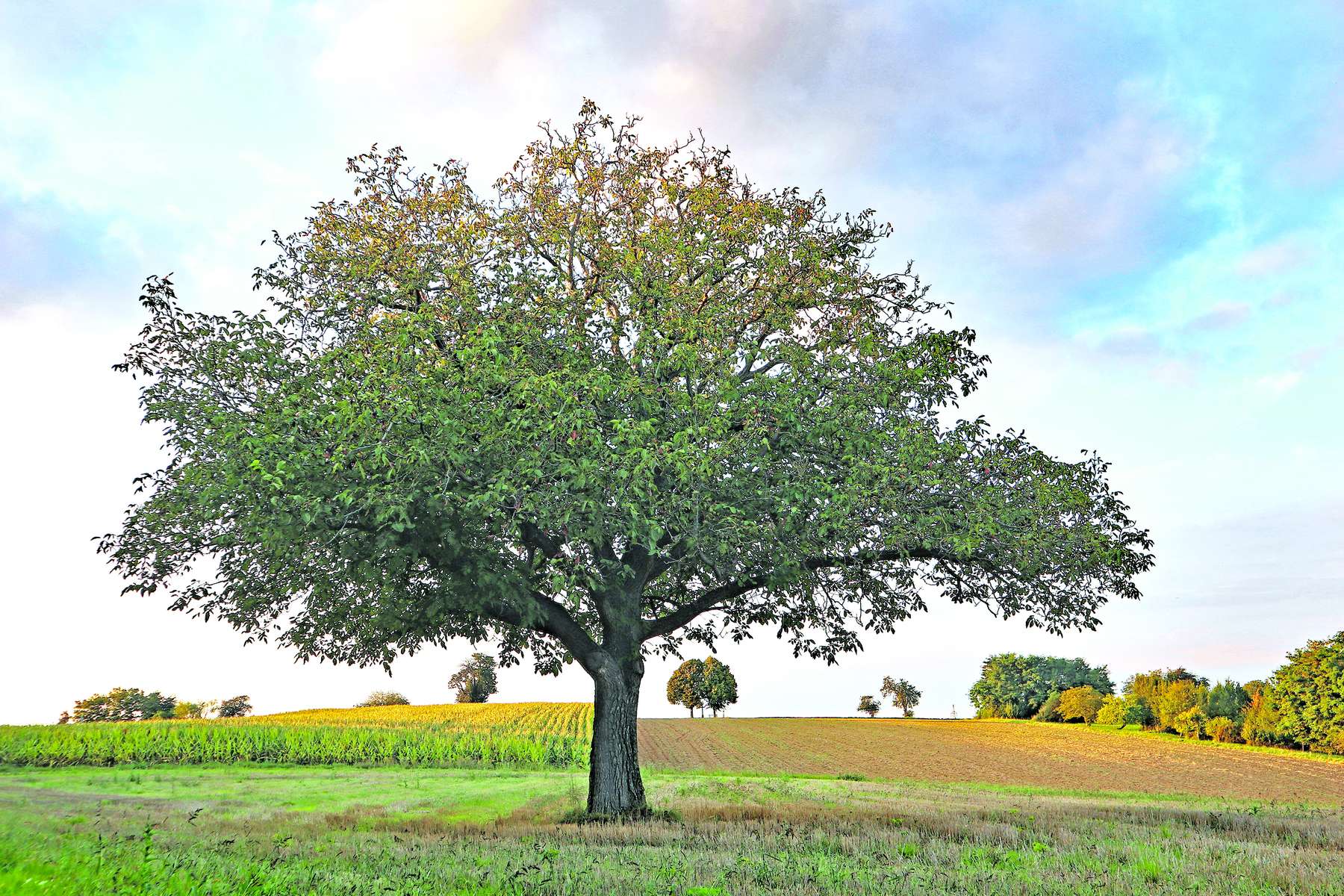Nussbaum.jpg © AdobeStock/Klaus Eppele/MarcoFood