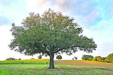 Nussbaum.jpg © AdobeStock/Klaus Eppele/MarcoFood