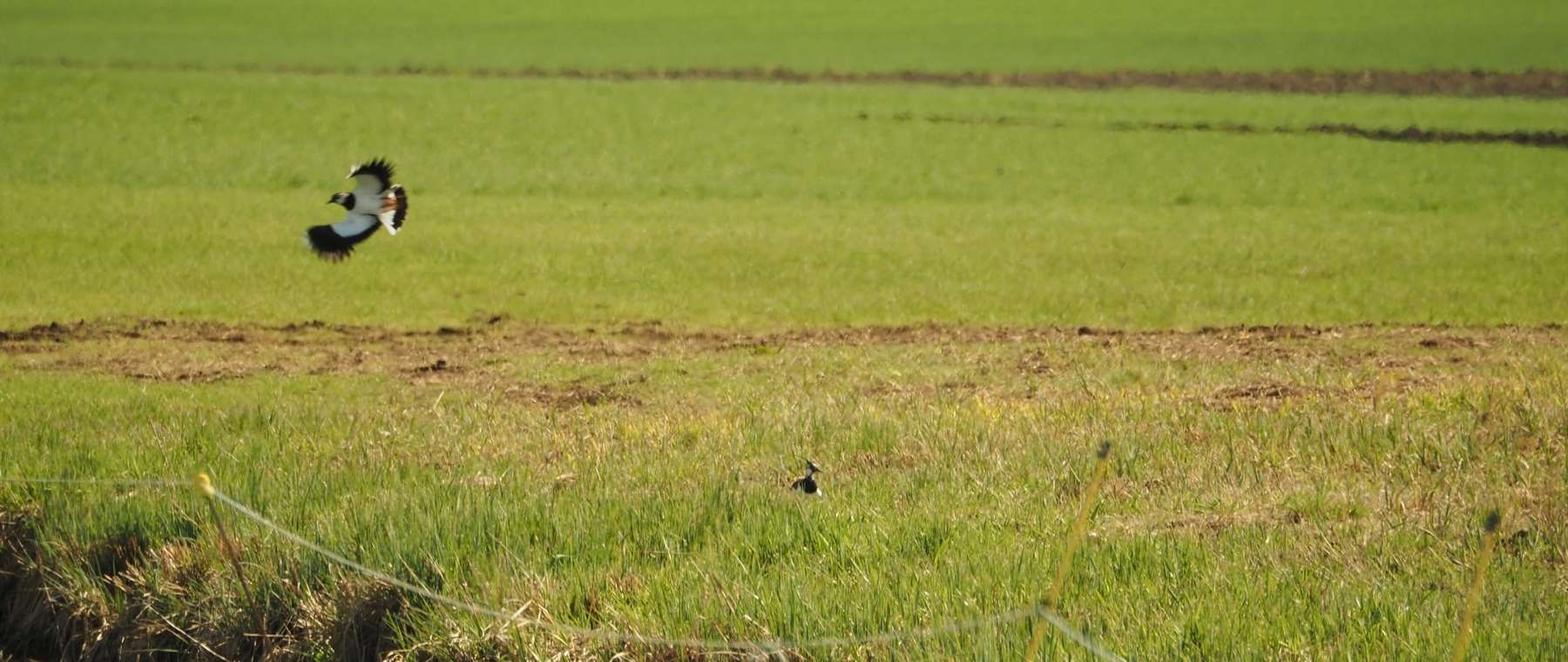 Kiebitz.jpg © Land OÖ/Reifeltshammer