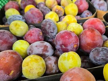 Gemischte Pflaumenschale.jpg © Michael Neumüller