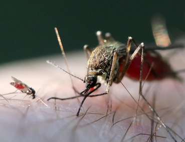 Mosquito Gnitze © Dunpharlain/Wikimedia Commons