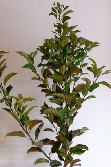 Besenwuchs Apfel.jpg © LK Steiermark