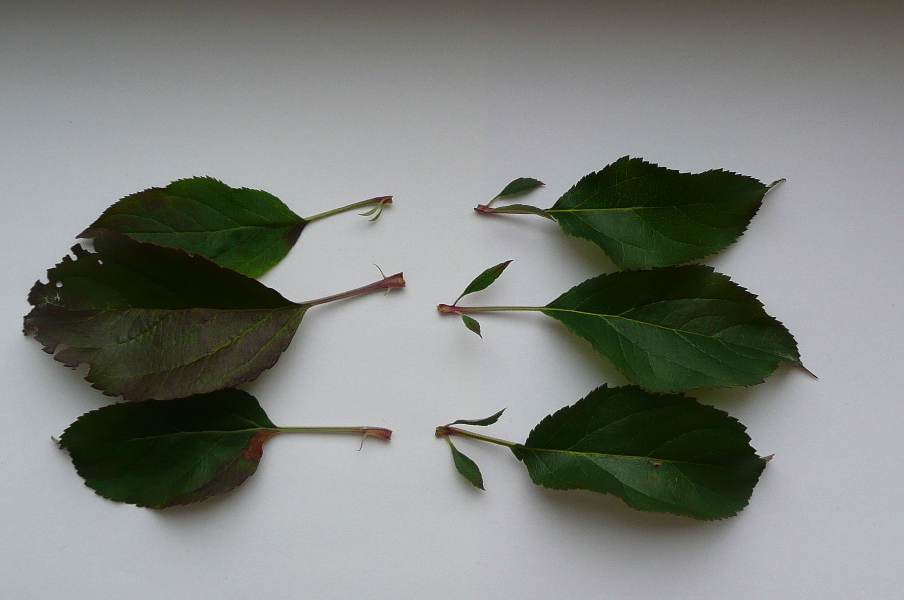 Vergleich Nebenblättergrößen (li ohne/re mit).jpg © LK Steiermark