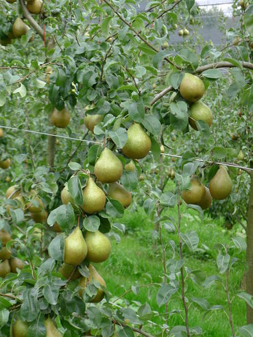 Xenia.jpg © LK Steiermark