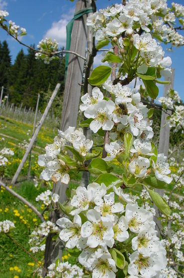 Brinenblüte.jpg © LK Steiermark