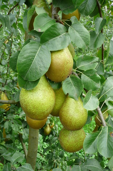 06_20260227_Freiding_25_09_2013_Novembra (3).jpg © LK Steiermark