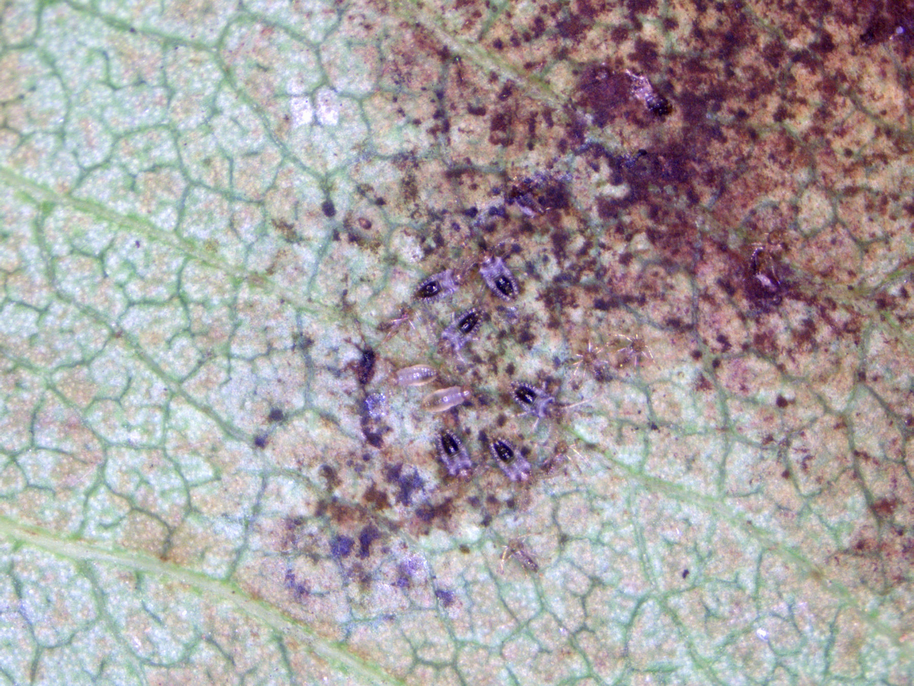 Birnenblattunterseite inkl. Nymphen.jpg © LK Steiermark