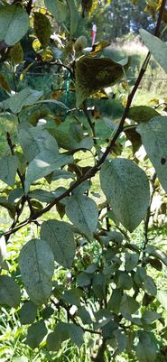 Birnen Netzwanze Befallssymptome.jpg © LK Steiermark