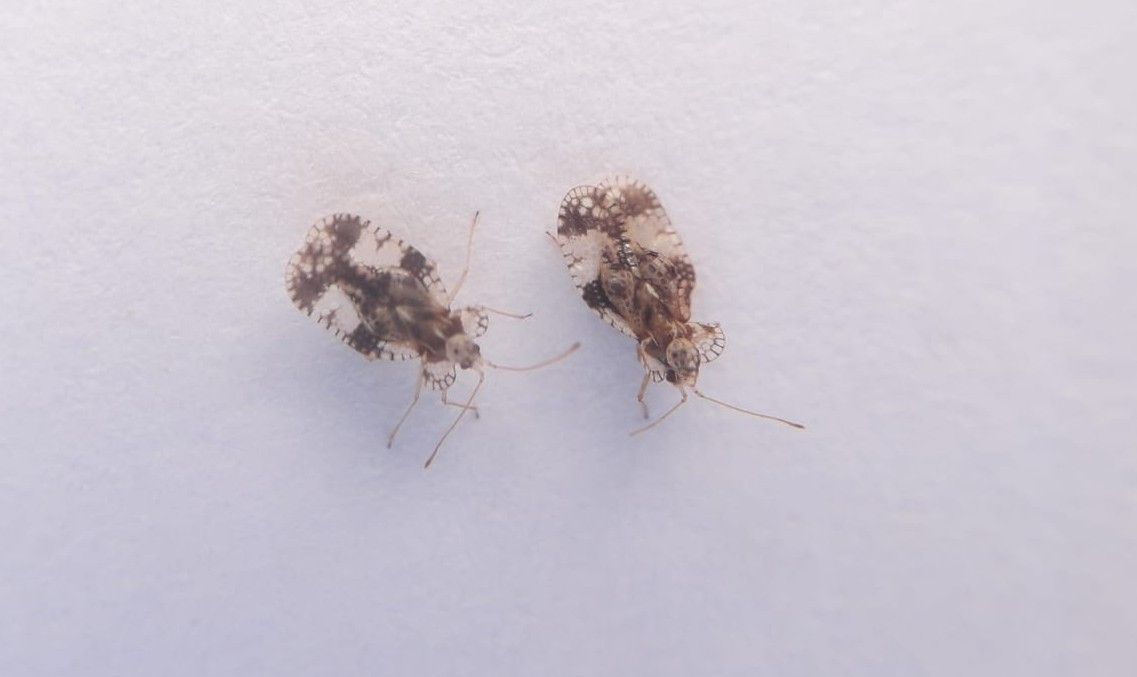 Adulte Birnen-Netzwanze.jpg © LK Steiermark