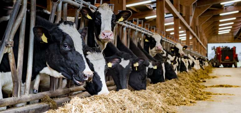 Rinder.jpg © stock.adobe.com