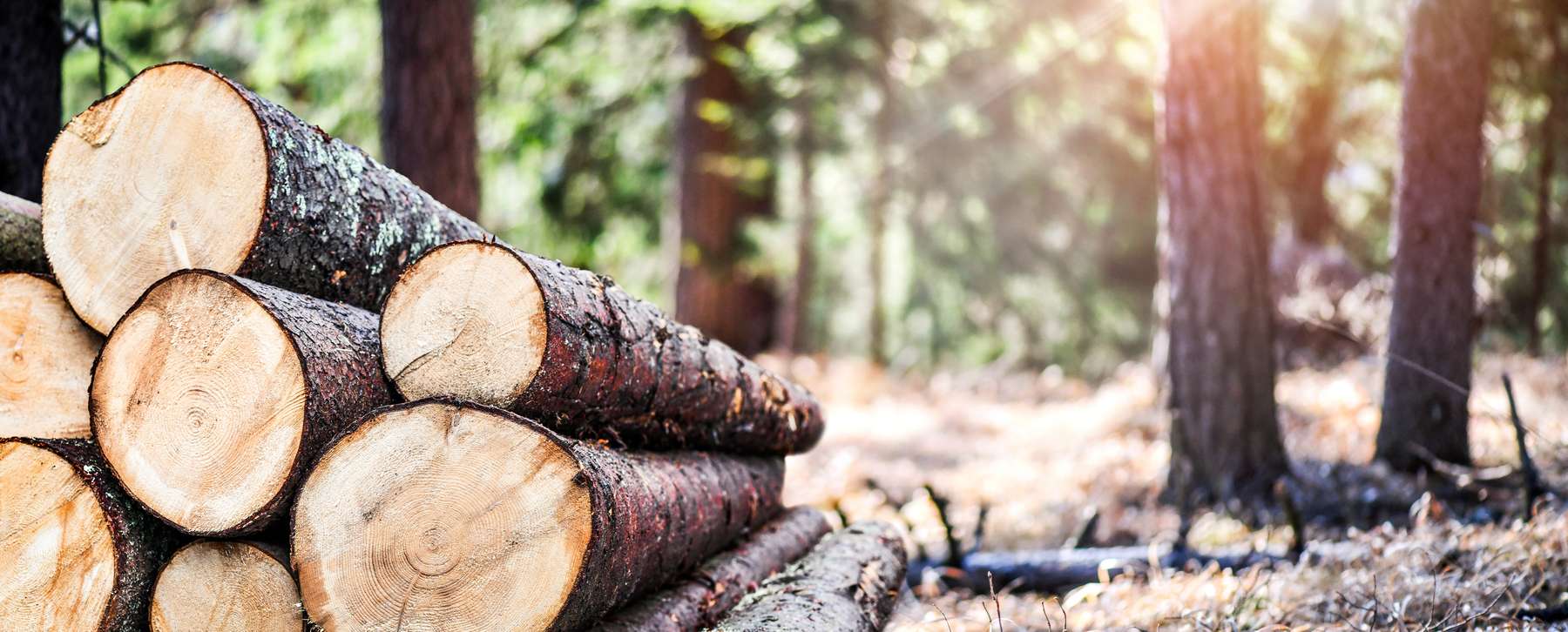 Wald.jpg © stock.adobe.com