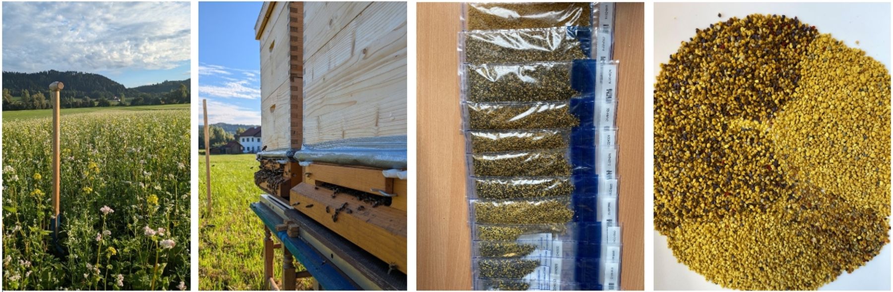 Abbildung 1_Versuchsaufbau.jpg © Bienenzentrum OÖ