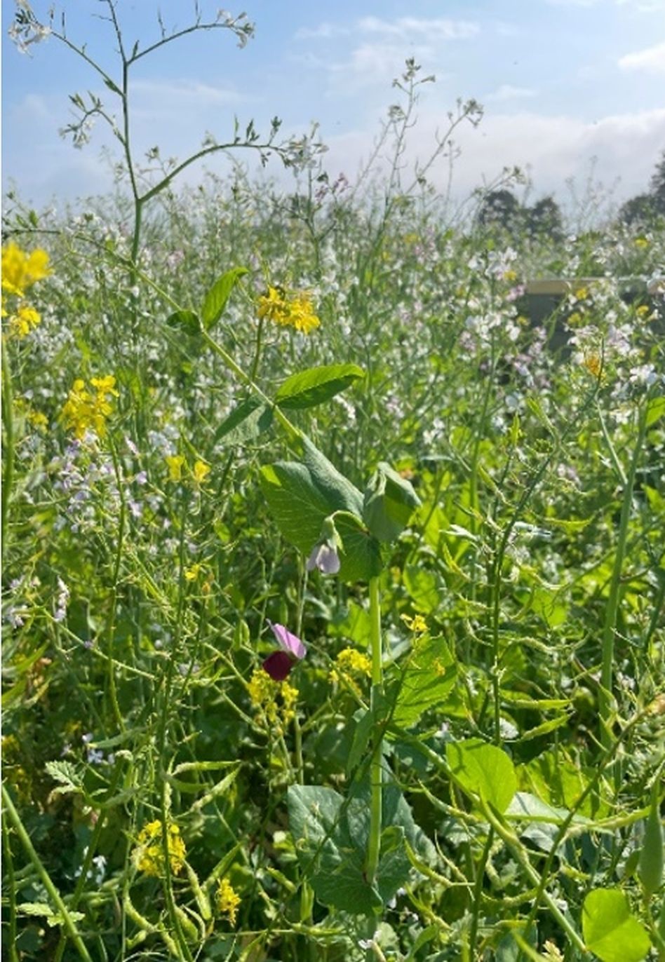 Abbildung 2_diverse Mischung.jpg © BWSB