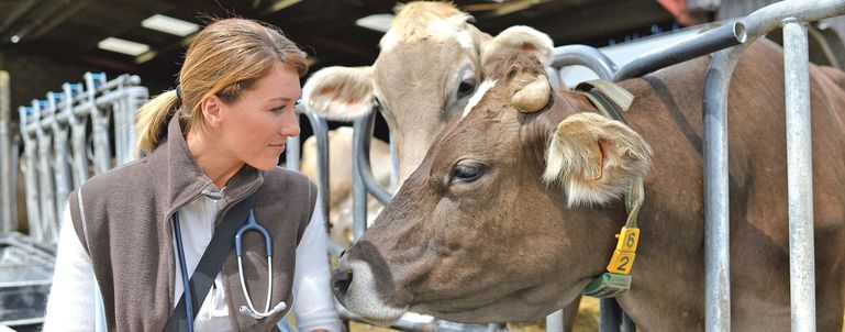 Tierärzte © AdobeStock