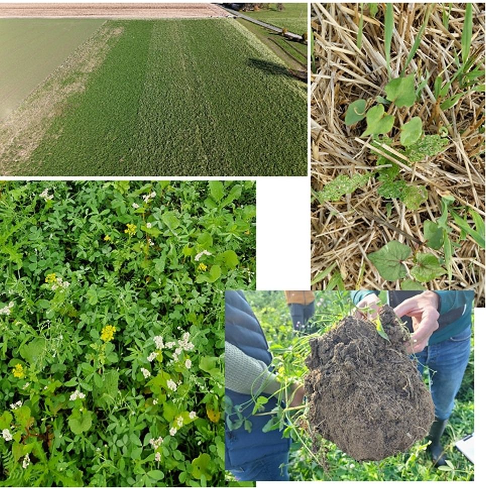 Abbildung 3_Versuchsüberblick in St Georgen.jpg © BWSB und Maschinenring OÖ