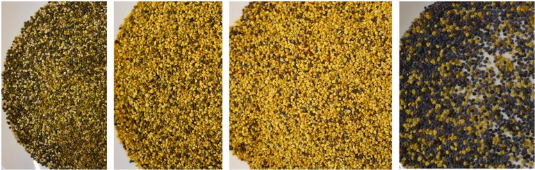 Abbildung 4_opt Entwicklung des Pollens_St Georgen.jpg © Bienenzentrum OÖ