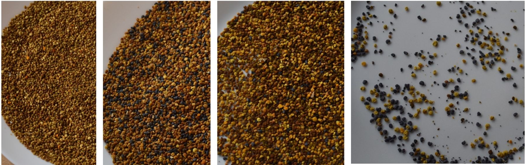 Abbildung 5_opt Entwicklung des Pollens_Pregarten.jpg © Bienenzentrum OÖ