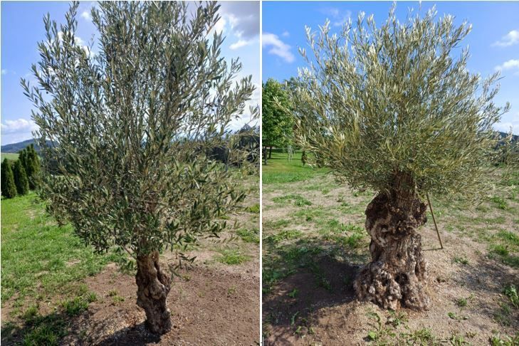 Olivenbäume im Mühlviertel.jpg © Strebl/LK OÖ