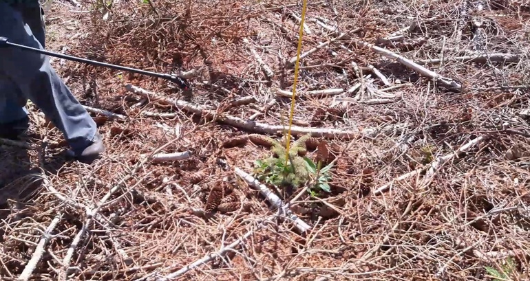 Rüsselkäferbekämpfung mit Pflanzenschutzmittel.png © LK OÖ