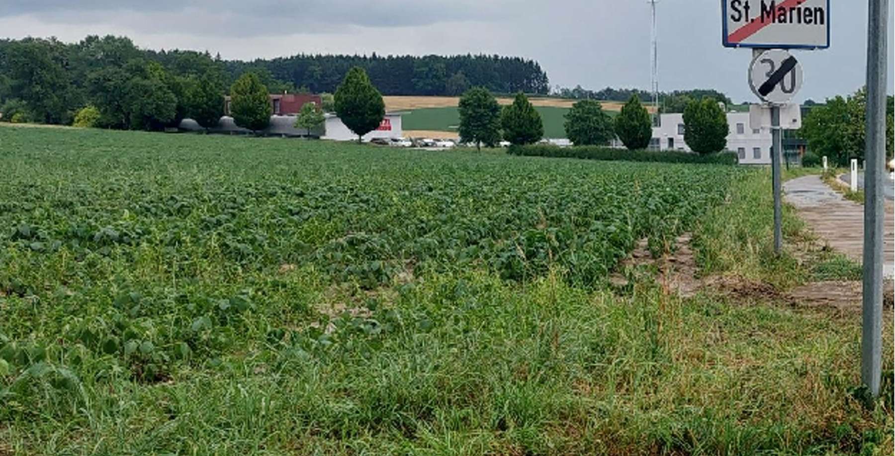 Erosion bei Zuckerrübe.jpg © BWSB/Wallner