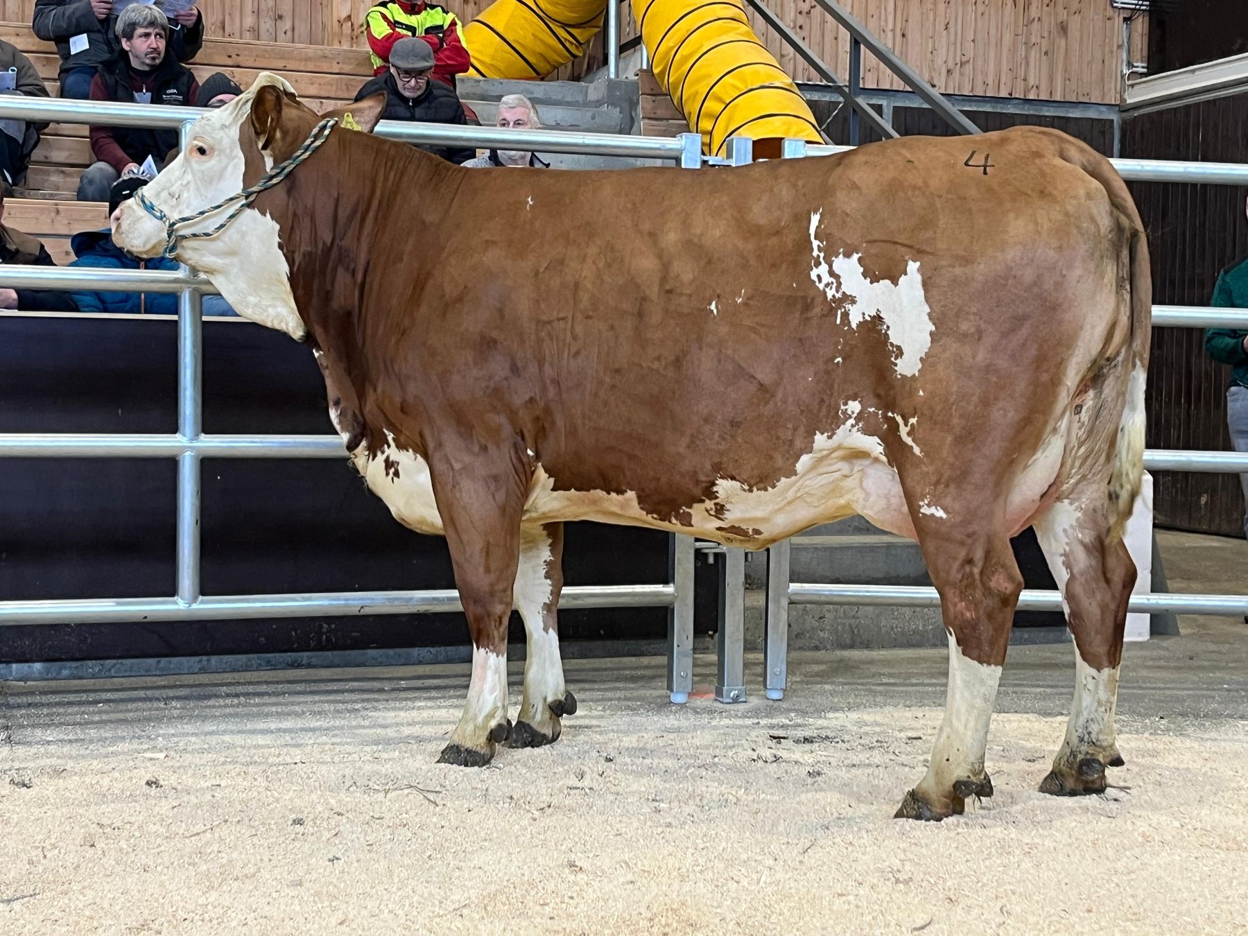 Versteigerung Regau - 17.02.2026_315_4.jpg © Matthias Wieneroither/RZO