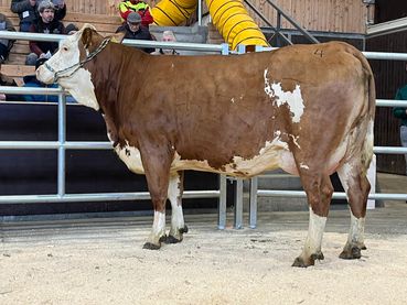 Versteigerung Regau - 17.02.2026_315_4.jpg © Matthias Wieneroither/RZO