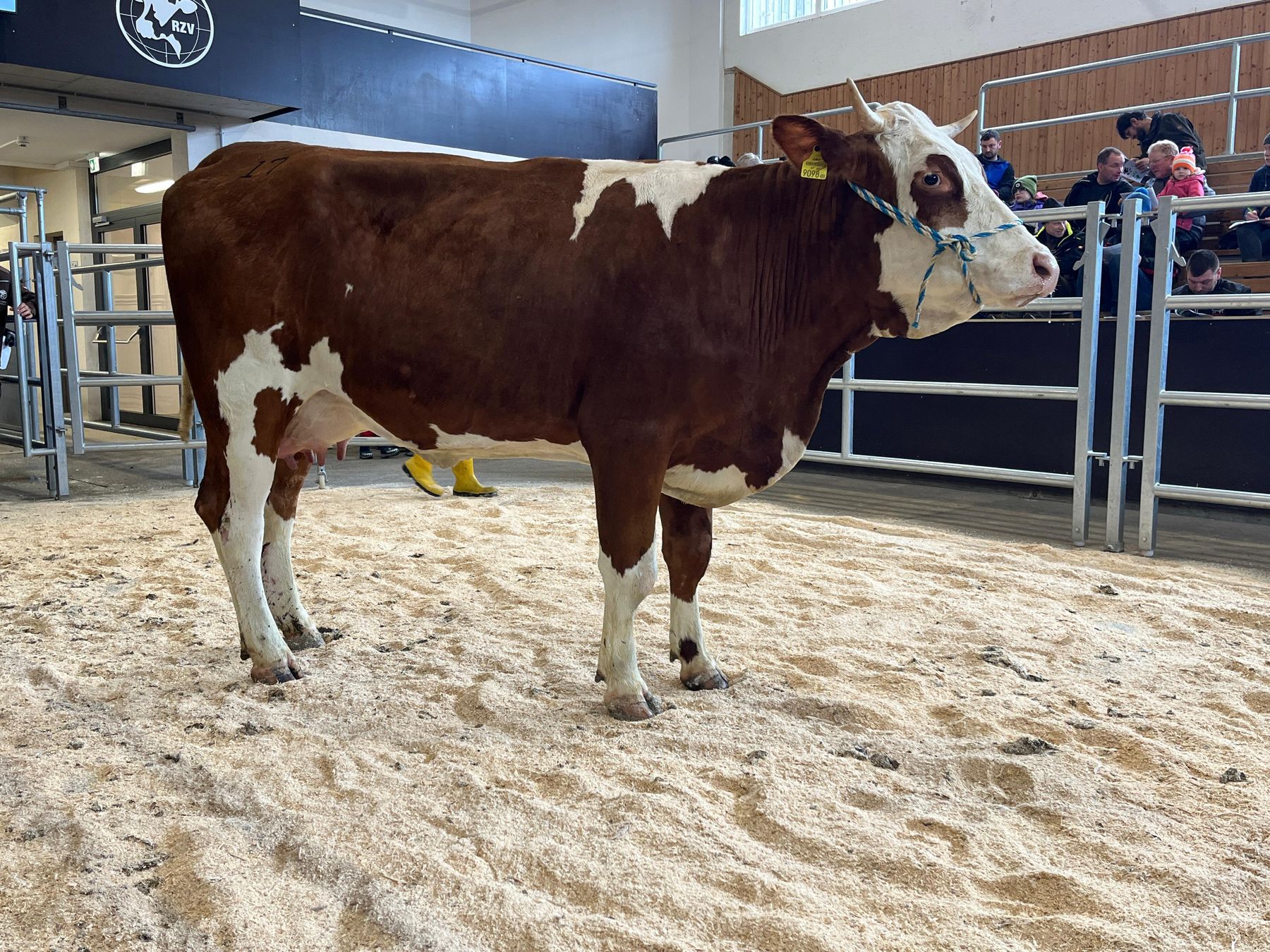 Versteigerung Regau - 17.02.2026_315_17.jpg © Matthias Wieneroither/RZO