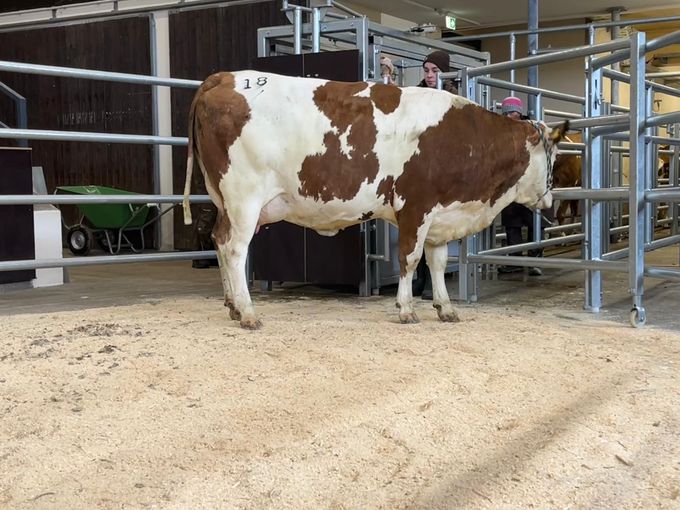 Versteigerung Regau - 17.02.2026_315_18.jpg © Matthias Wieneroither/RZO