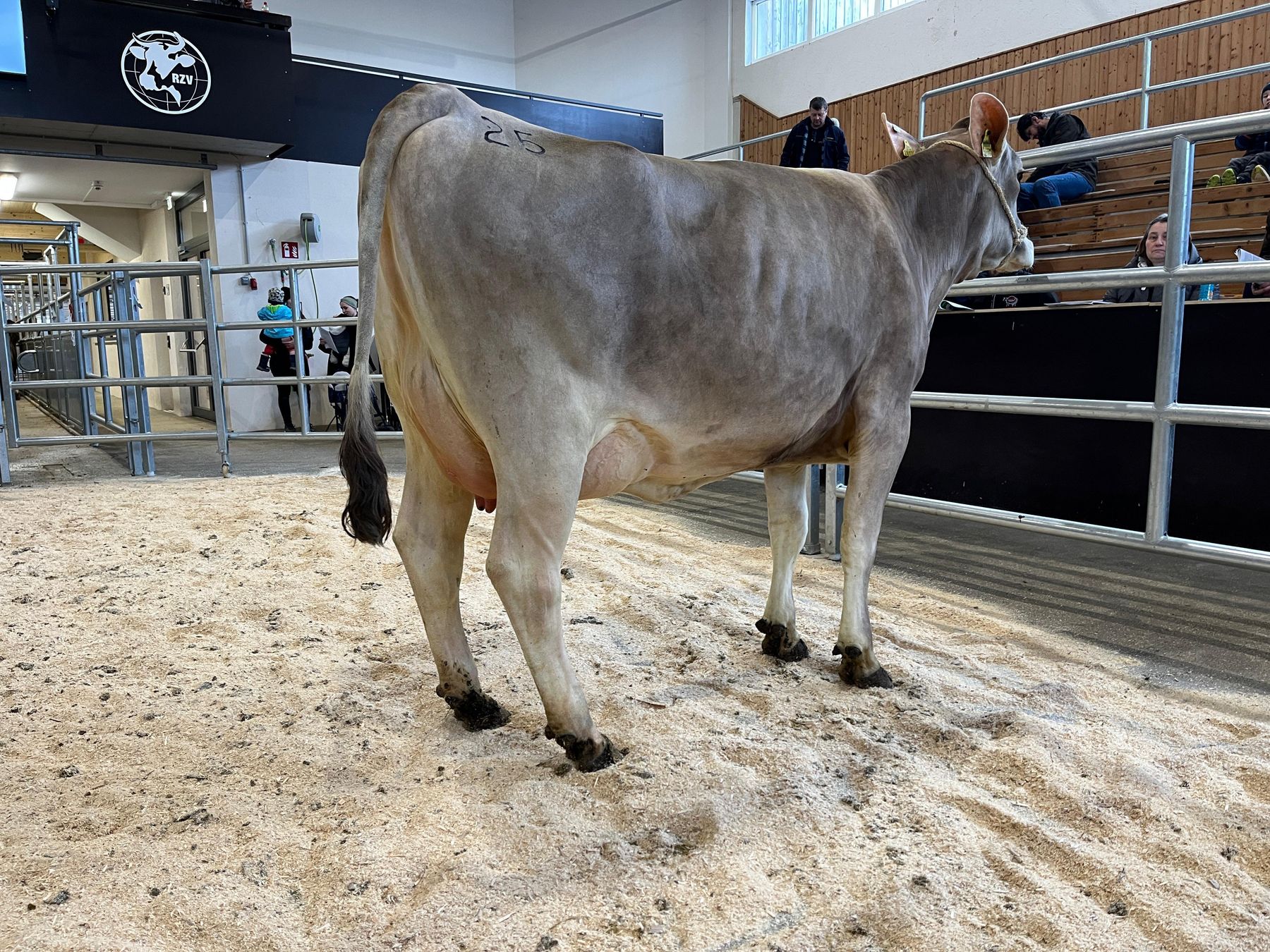 Versteigerung Regau - 17.02.2026_315_25.jpg © Matthias Wieneroither/RZO