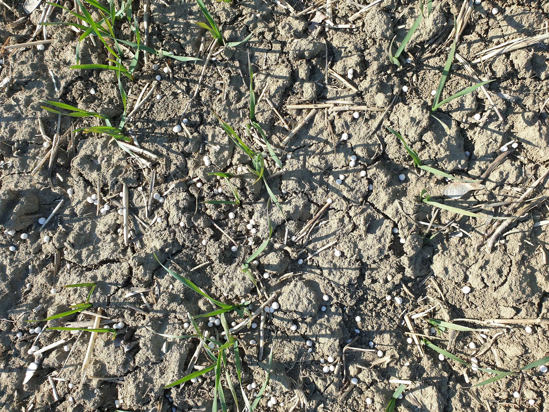 Andüngung Weizen.jpg © LK NÖ