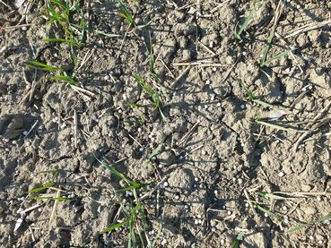 Andüngung Weizen.jpg © LK NÖ