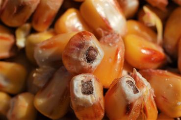 Maiskörner.jpg © LK NÖ