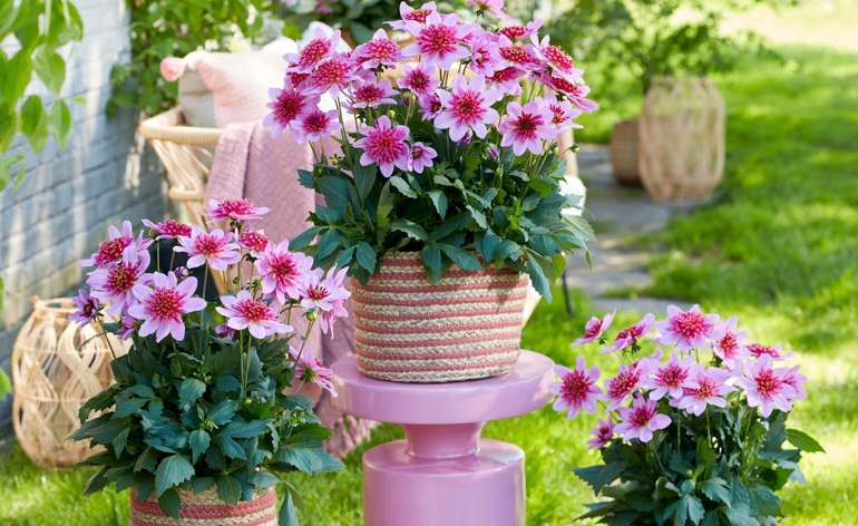 Fesche Frieda (002).jpg © Die OÖ Gärtner