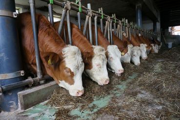 Bild 1_Kalbinnenaufzucht.jpg © BRH OÖ/Haunschmied