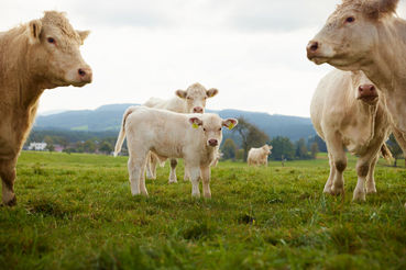 Fotografie-LfL-0968-©-Alexander-Kaiser---lichtlinien_at.jpg © LfL OÖ