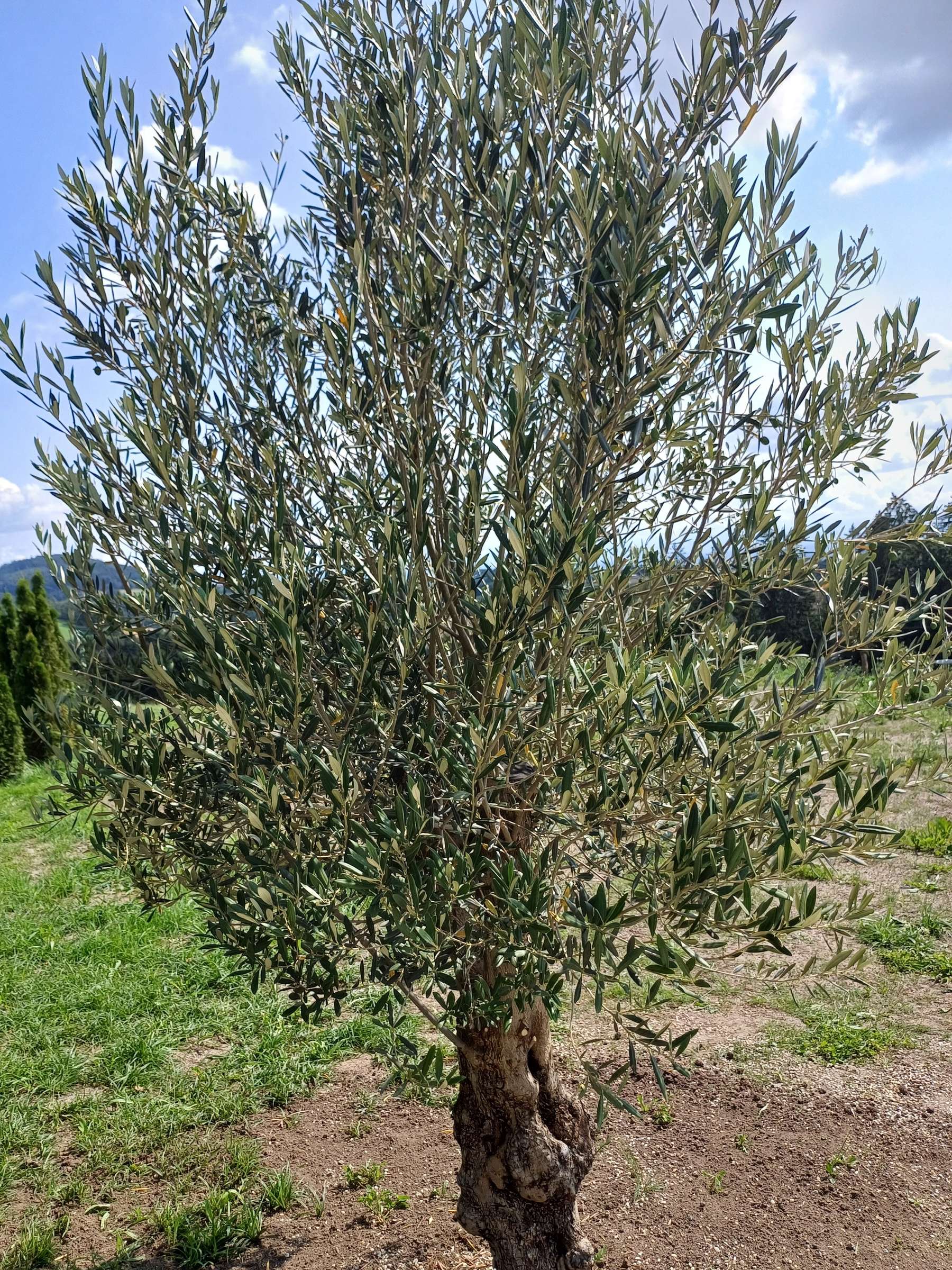 Gartentipp_Jüngerer Olivenbaum im Mühlviertel_LK OÖ Strebl.jpg © LK OÖ/Strebl