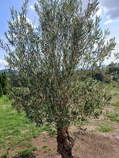 Gartentipp_Jüngerer Olivenbaum im Mühlviertel_LK OÖ Strebl.jpg © LK OÖ/Strebl